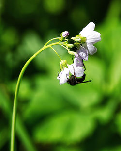 Close-up of insect on white flower