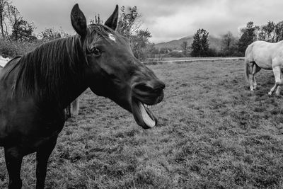 Horse standing in ranch