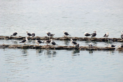 Seagulls perching on a lake