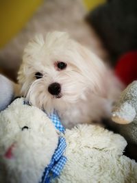 Close-up portrait of puppy at home