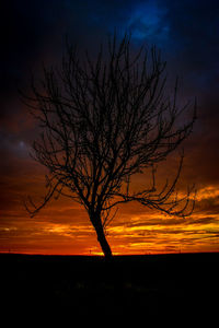 Silhouette of bare trees at sunset