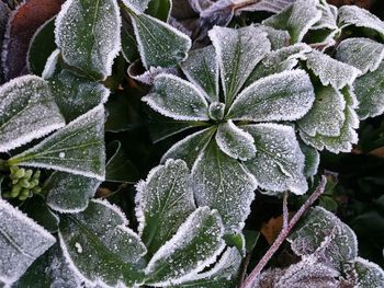 Close-up of plant