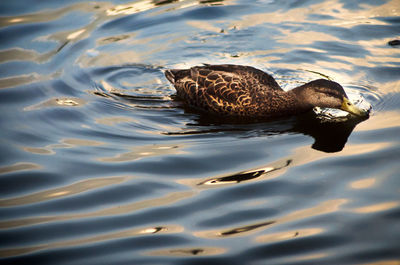 Close-up of turtle swimming in water