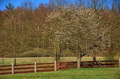 View of trees on field