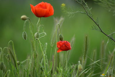 Close-up of red poppy blooming on field
