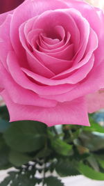 Close-up of pink rose blooming outdoors