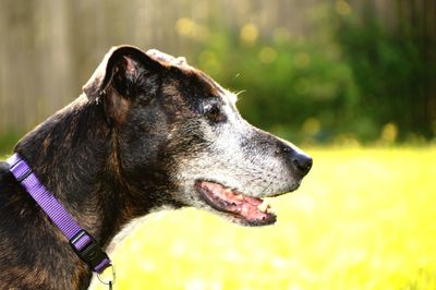 Close-up of dog looking away