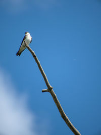 Low angle view of bird perching on branch
