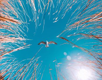 Directly below shot of seagull and plants against blue sky