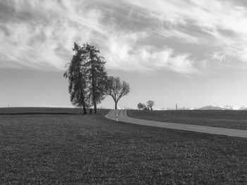 Tree on field against sky