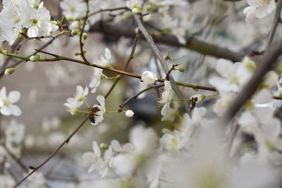 Close-up of plum blossoms in spring