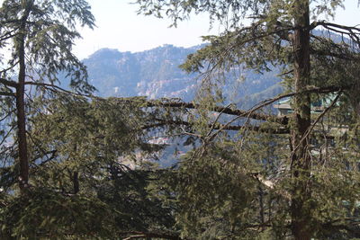 Scenic view of lake in forest
