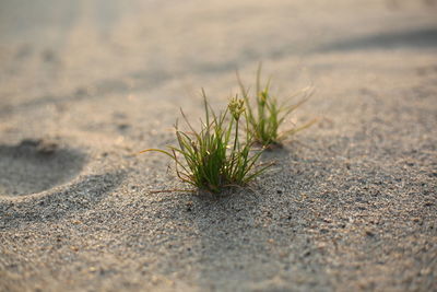 Close-up of plant on sand at beach