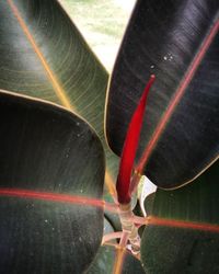 Close-up of insect on plant