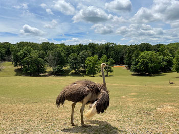 An ostrich picture, beautiful sky and greenery at back while in a safari near natural bridge park.