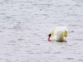 Swan floating on lake