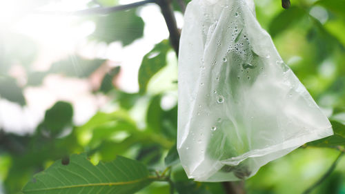 Close-up of raindrops on white leaf