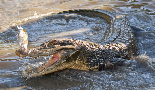 Close-up of turtle swimming in river