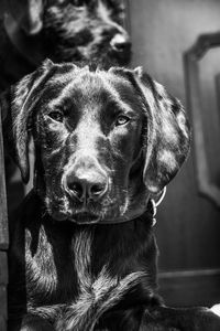 Close-up portrait of dog