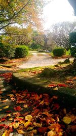 Autumn trees in pond