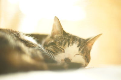 Close-up of cat relaxing at home