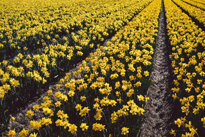 Scenic view of yellow flowering plants on field