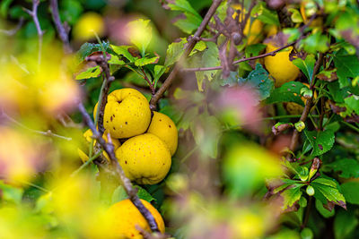 Close-up of fruits growing on tree