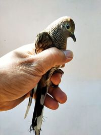 Close-up of hand holding bird