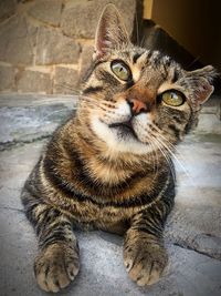 Close-up portrait of cat sitting