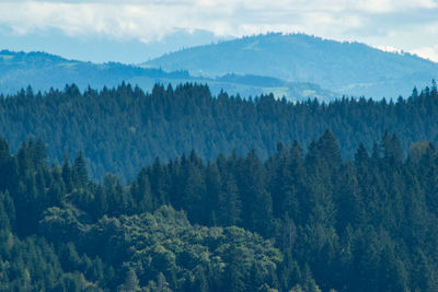 High angle view of pine trees in forest against sky