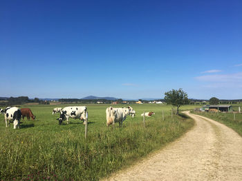 Cows on field against sky