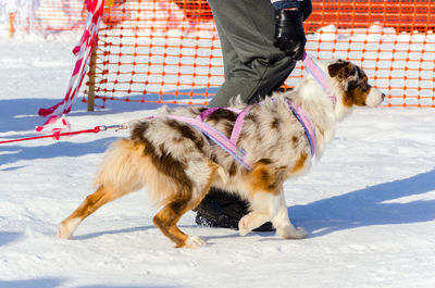 Low section of person with dog on snow