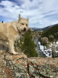 Dog on rock against sky