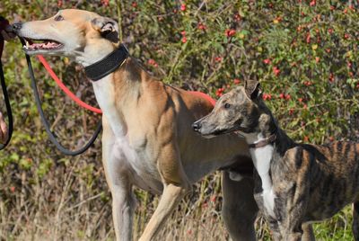 View of two dogs on field