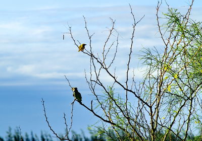 Close-up of bird perching on tree against sky