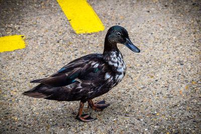 High angle view of duck on street