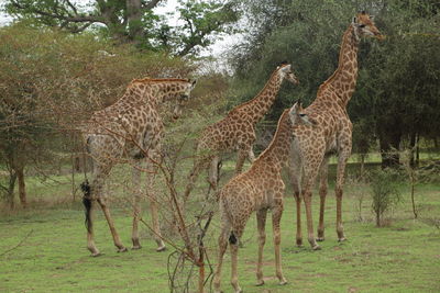 View of giraffe on field in forest