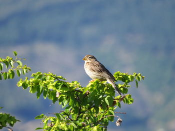 Bird perching on a plant