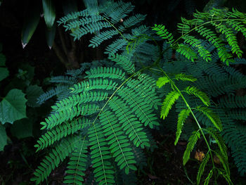 Close-up of fern leaves