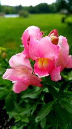 Close-up of pink flowers blooming on field