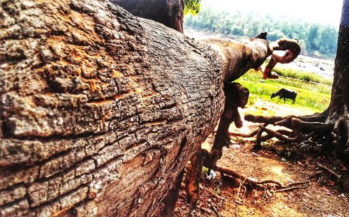 Close-up of lizard on tree trunk
