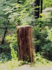 Moss growing on tree trunk in forest