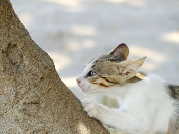 Close-up of cat