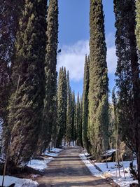 Trees in forest during winter