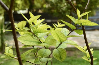 Close-up of green leaves on plant in forest