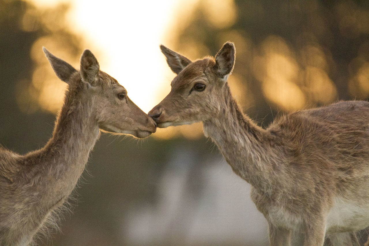 Two young deer together