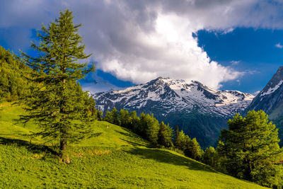 Pine trees on snowcapped mountains against sky