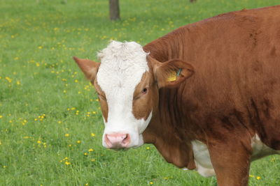 Portrait of a horse on field