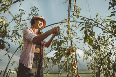 Mature farmer analyzing tomato plant in greenhouse