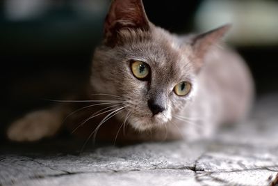 cat